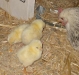 chicks 20070414 005.jpg